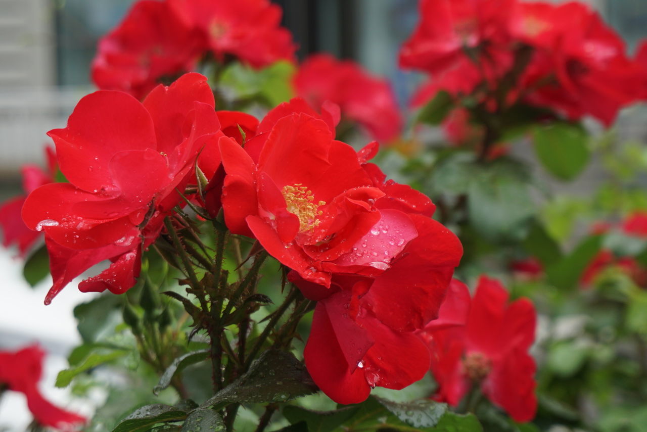 CLOSE-UP OF RED FLOWER BLOOMING OUTDOORS