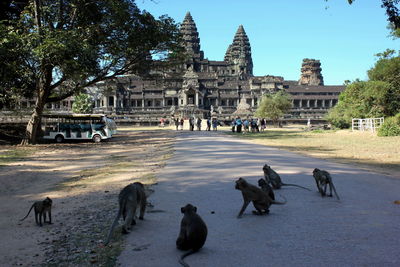 Monkeys by tourists against angkor wat