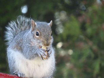 Close-up of squirrel