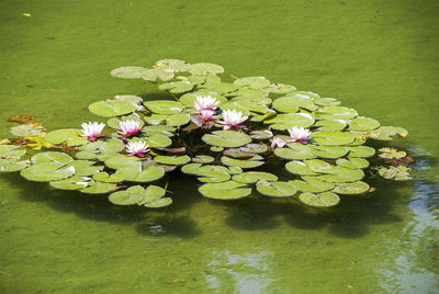 Close-up of lotus water lily in pond