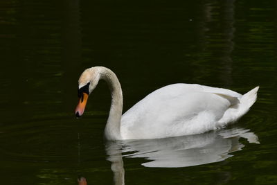 Swan swimming in lake