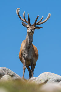 Low angle view of deer standing on rock