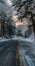 Road amidst trees