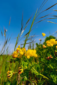 Close-up of yellow flowering plants on field