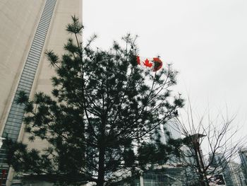 Low angle view of tree against sky