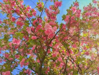 Low angle view of pink flowering tree