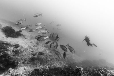 School of fish against sea bottom