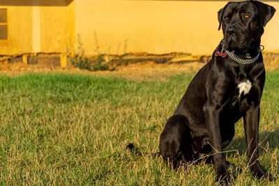 Black dog looking away on field