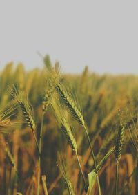 Close-up of plants growing in field