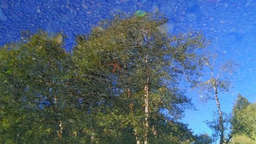 Low angle view of trees against blue sky