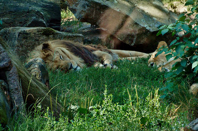 View of an animal on field