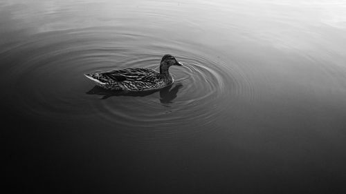 High angle view of mallard duck swimming on lake