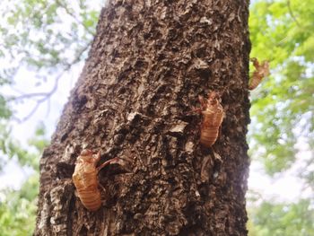 Close-up of insect on tree trunk
