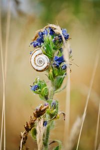 Close-up of insect on plant