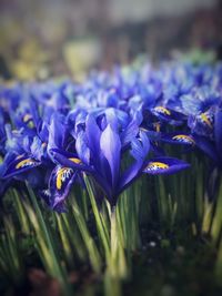 Close-up of purple crocus flowers on land