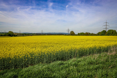 Scenic view of oilseed rape field against sky