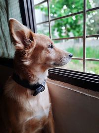 Close-up of dog looking away