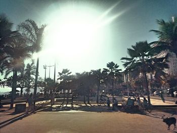 Palm trees on beach against sky