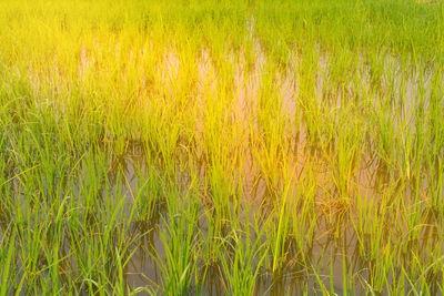 Close-up of wheat field