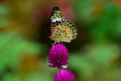 Close-up of butterfly pollinating on purple flower