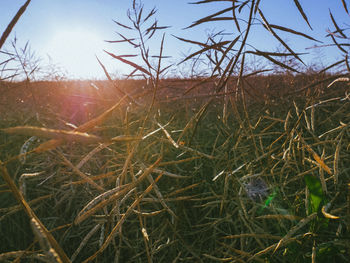 Close-up of bare tree on field against sky