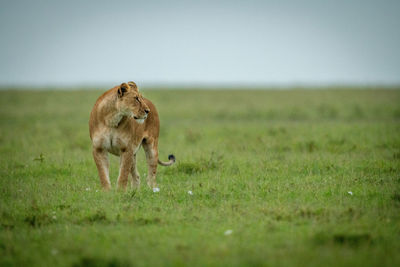 Lioness stands turning head right in grass
