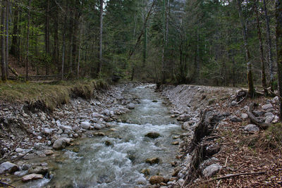 Stream flowing amidst trees in forest