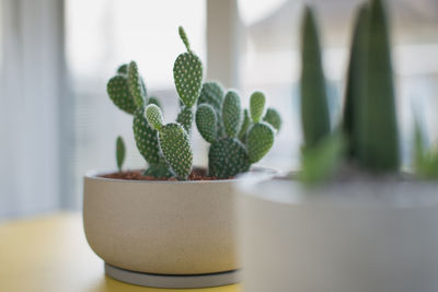 Close-up of succulent plant on table