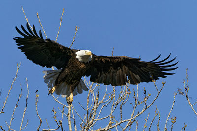 Low angle view of eagle flying against sky