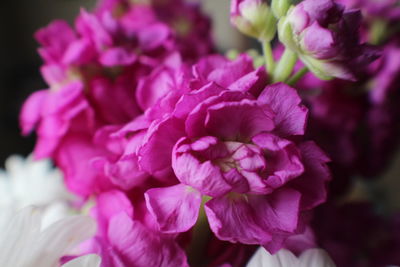 Close-up of pink flowers blooming outdoors