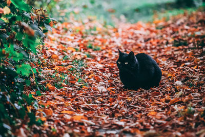 Close-up of a cat on field during autumn