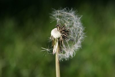 Close-up of dandelion on plant
