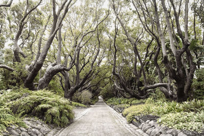 Road amidst trees growing in forest