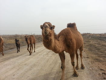 Camel image. turkmenistan 