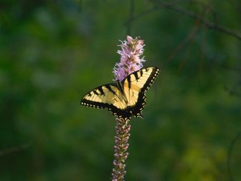 Close-up of butterfly pollinating on flower