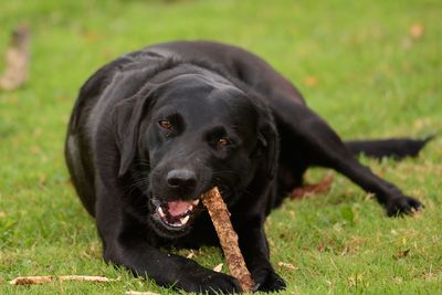 Close-up portrait of black labrador chewing stick