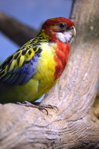 Close-up of parrot perching on wood