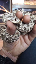 Close-up of person holding ice cream