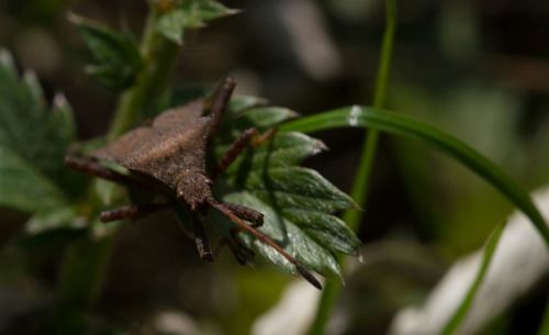 Close-up of plant