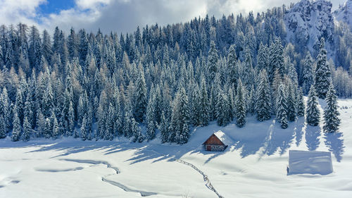 Snow covered pine trees in forest against sky