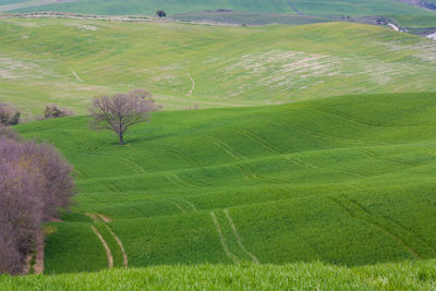 Scenic view of agricultural field