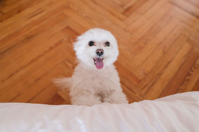 Portrait of white dog sticking out tongue at home