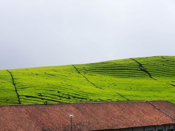 Scenic view of agricultural field against clear sky