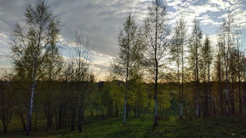 Trees on field against sky