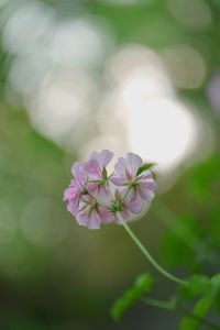 Close-up of pink flowering plant