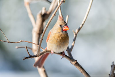 Close-up of bird perching on branch
