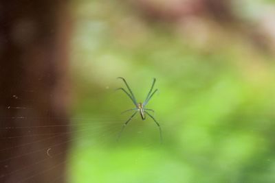 Close-up of spider
