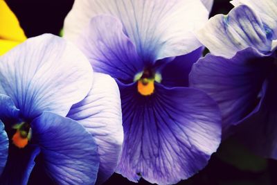 Close-up of purple flower