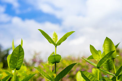 Close-up of fresh green leaves against sky