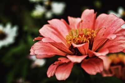 Close-up of flower blooming outdoors